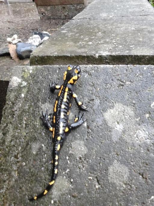 פירנה Ferienwohnung Salamander מראה חיצוני תמונה